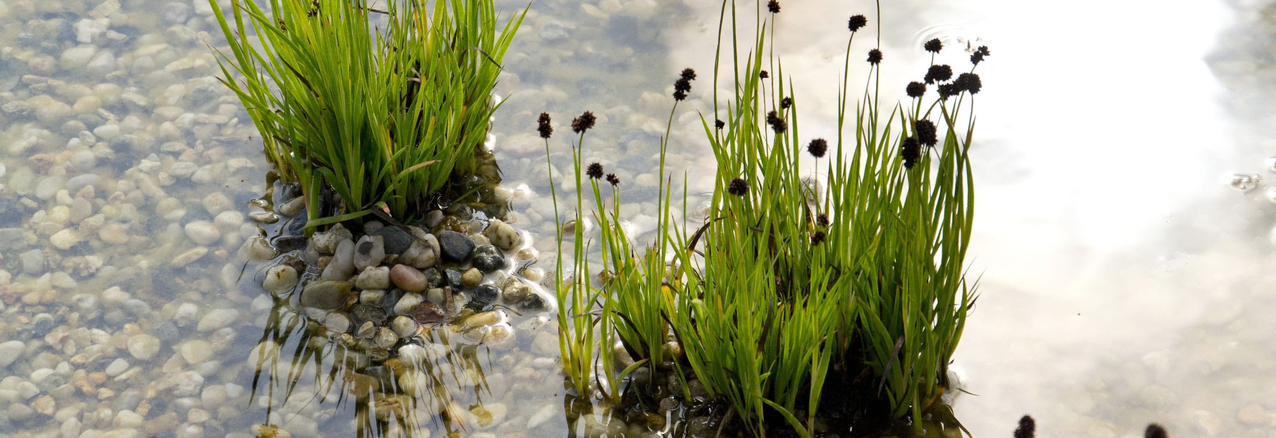 Les plantes pour lagunage de votre piscine naturelle Naturapool en Suisse — free download